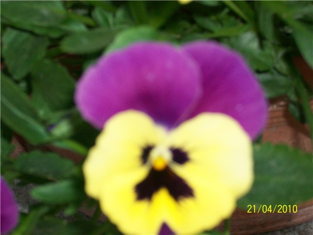 maćuhice - lat. Viola x wittrockiana (multiflora)